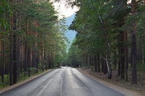 Road Tree Direction