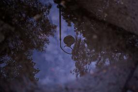 Beautiful reflections of of the lamp and plants, on the asphalt in the city