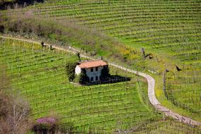 panoramic view of the farm in the vineyards