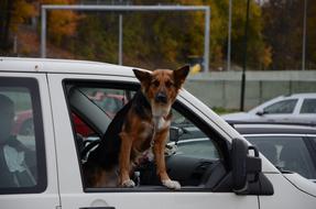 purebred dog in the car window