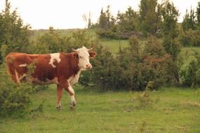 Cow Animal Closeup