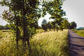 Foliage Road Golden