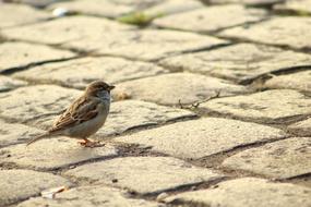 Sparrow Animal on Paving Stones