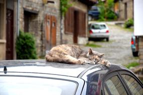 the cat sleeps on the roof of the car