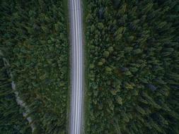 Road between Trees Forest