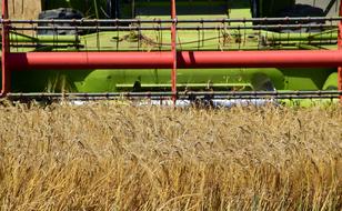 harvesting grain close-up