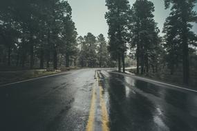 Wet Road Rain tree