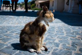 domestic Cat on Street White