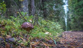 White Mushroom Forest On