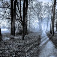 Trees Path Winter