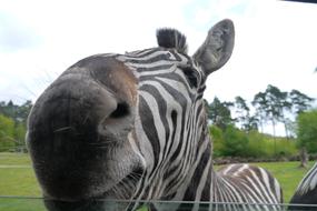 Close Up photo of Zebra Africa Car