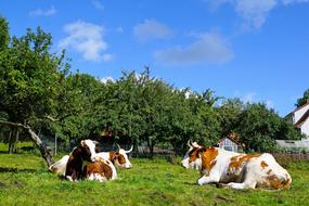 spotted cows in a pasture on a clear sunny day