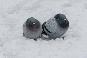 two gray doves in the snow close up