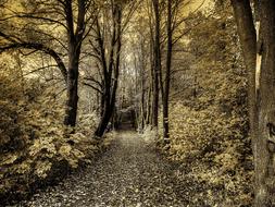 road in the forest in autumn in monochrome