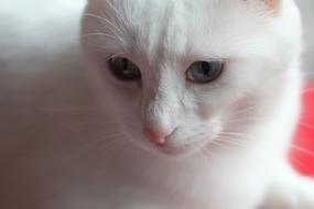 Portrait of the cute and beautiful, fluffy, white cat in light and shadow