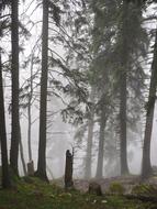 Storm Damage Fir Forest Firs