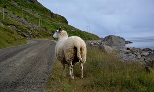 Mountain Sheep on Coast