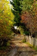 trail in yellow leaves near the autumn forest