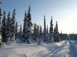 Winter Snow Forest