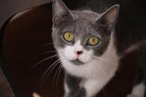 portrait of a gray cat with light green eyes