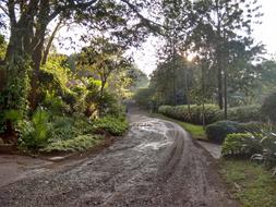 Mud Path and Trees