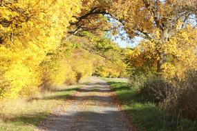 Gravel Road and Yellow Leaves at Autumn