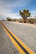 cacti along the highway in america