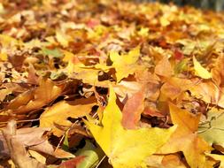 Autumn Maple Red Yellow close-up