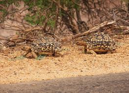 Reptiles turtles at Nature