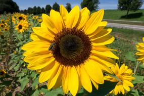 Sunflower Helianthus Annuus Flower