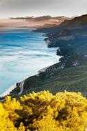 Yellow Plant Trees on highland mountain