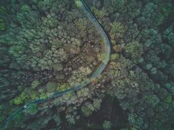 Aerial Forest Woods