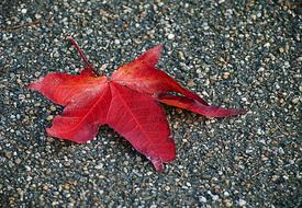 Sheet Autumn Leaf