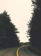 Forest Road Trees