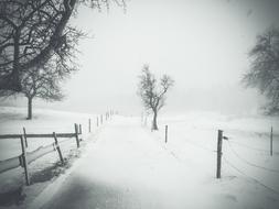 Trees Path Road