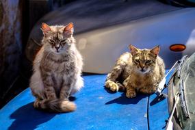 Cats on Blue Car Vehicle