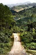 Forest Road Landscape