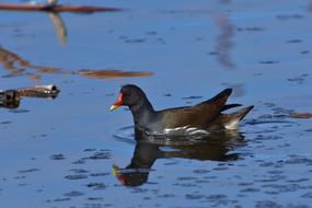 wild black duck in the lake