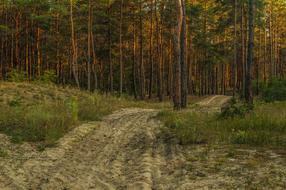 Landscape Pine Road