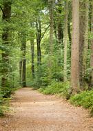 Forest Nature Path