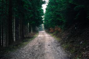 Beautiful landscape of the forest road among the green trees and grass