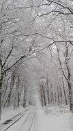 Winter Forest