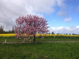 Summer Fields Yellow Pink