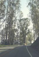 Beautiful landscape of the road with car, among the green trees