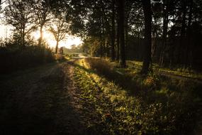 Sunset Forest Road