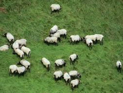 Little Sheep France On The Road To