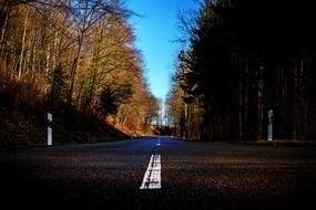 Road Forest Trees