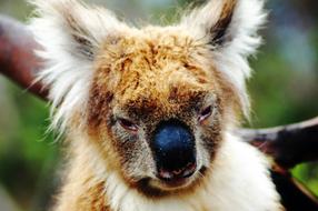 Portrait of Koala Bear in Australia