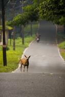 Dog Pet on park Road