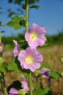 Hollyhock Wildflower Roads In